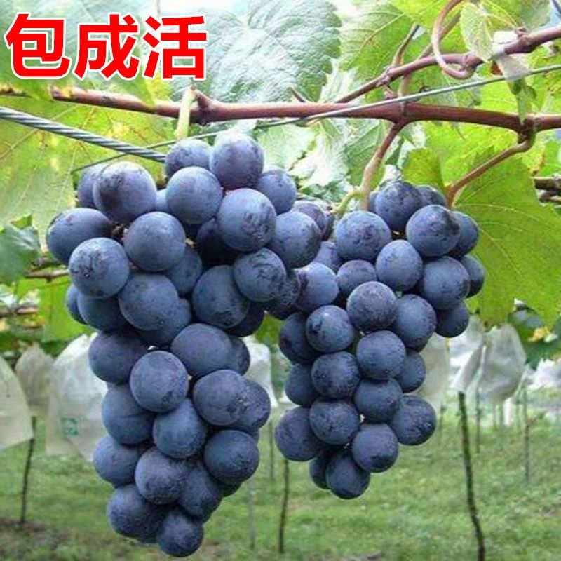巨峰葡萄树苖果树果苗阳光玫瑰蓝宝石大苗特大爬藤苗树苗南方种植