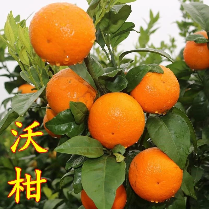 新品种沃柑树苗果树苗沃柑果苗柑橘苗嫁接苗可盆栽地栽当年结果
