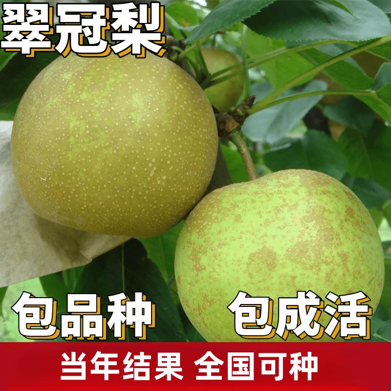 翠冠梨树果苗南北方庭院地栽特大果树苗盆栽嫁接青皮早熟当年结果