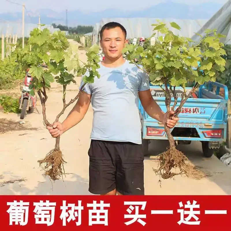 阳光玫瑰葡萄树苖巨峰蓝宝石无籽妮娜皇后爬藤南方北方种植葡萄苗