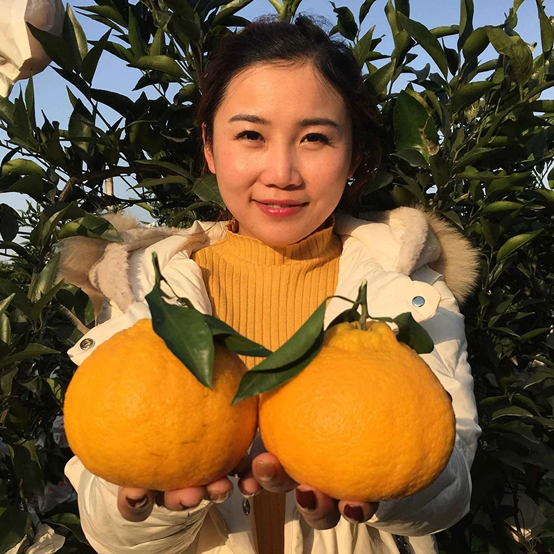 四川丑橘丑桔子树苗不知火蜜桔丑八怪砂糖椪柑桔子苗嫁接果树种植