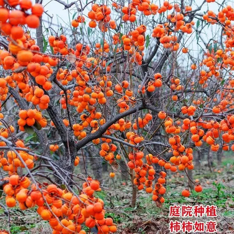 柿子树庭院果树甜脆柿子苗南方北方种植当年结果特大老桩盆景果苗