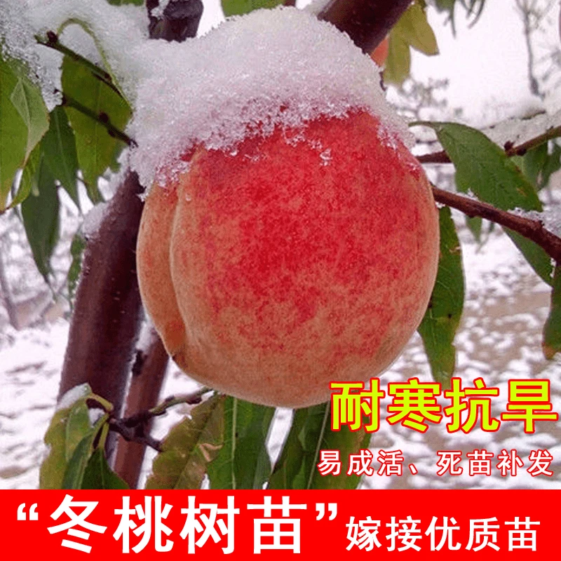 嫁接冬桃果树苗耐寒巨型冬桃苗晚熟盆栽地栽北方南方种植当年结果
