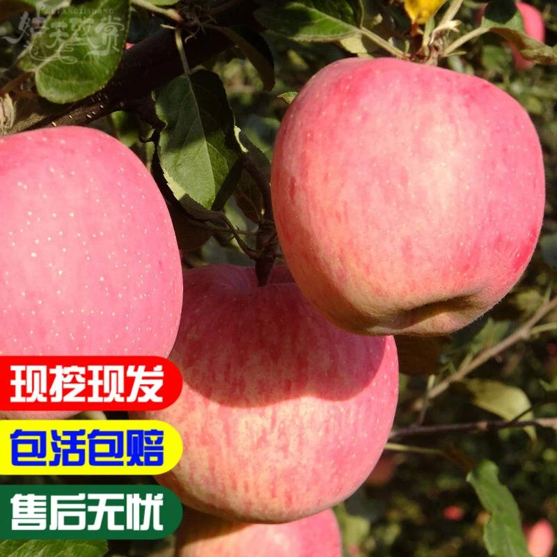 苹果树苗烟富8号神富一号0号南方北方种植地栽烟台红富士苹果苗