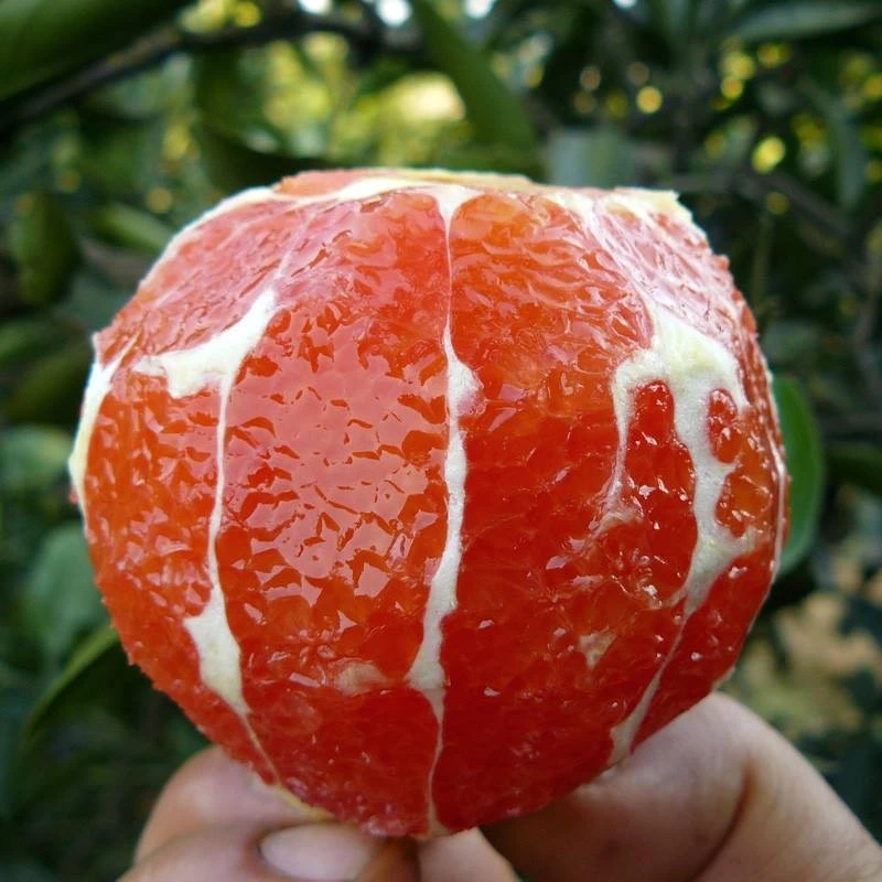 新品种果树苗脐橙嫁接橙子树苗全红心血橙苗中华血橙苗当年结果