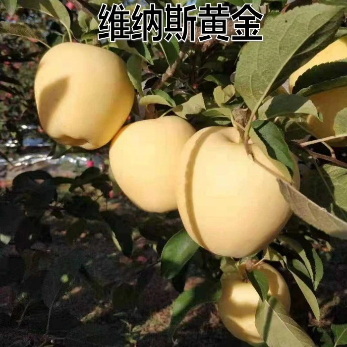 新品种特大维纳斯黄金苹果树苗地栽糖心苹果嫁接苗南方北方种植