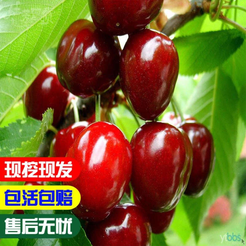 烟台大樱桃新品种 福晨樱桃苗 福星樱桃树苗嫁接南方北方种植果树