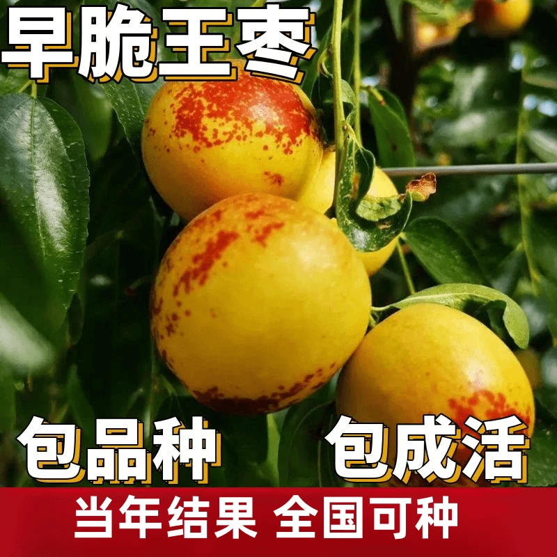 早脆王枣苗南北方庭院地栽枣子特大果树盆栽嫁接枣树活苗当年结果