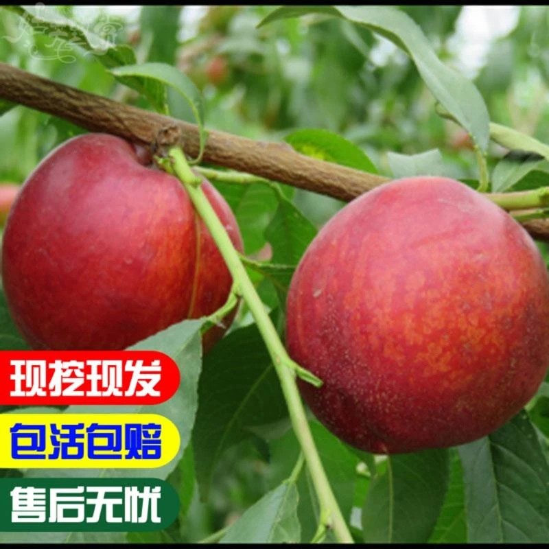嫁接桃树苗大早红油桃树苗盆栽地栽桃苗南北方种植果树苗当年结