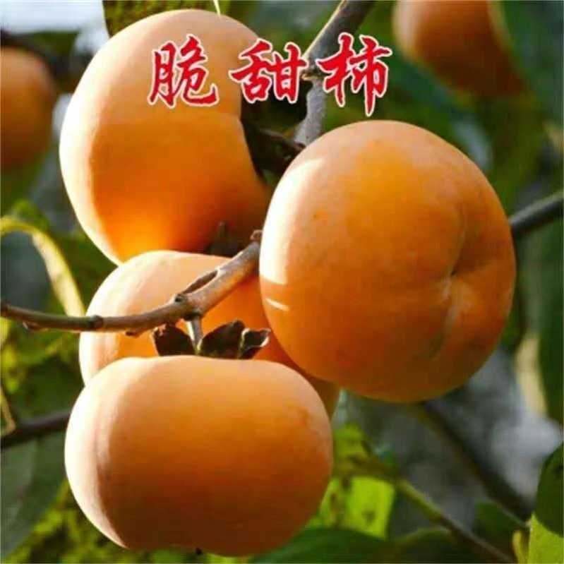 柿子苗 脆甜柿子树苗无核不涩鸡心柿子苗磨盘柿摘下可以直接吃的