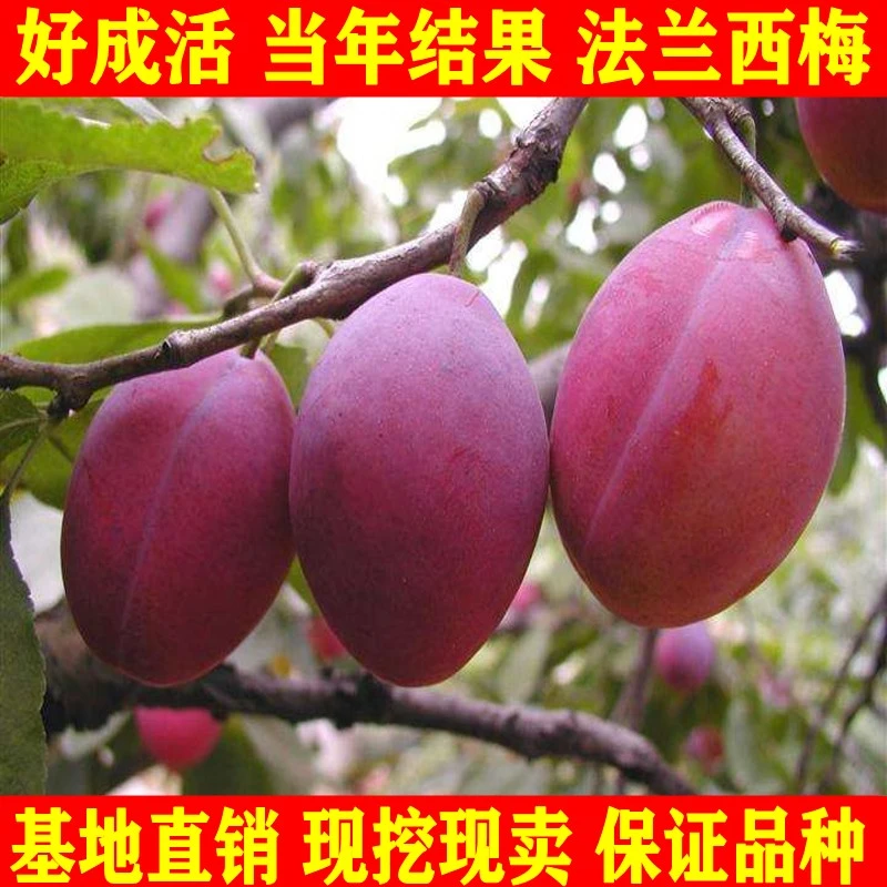 新品种果树苗李子树苗特大法兰西梅李子嫁接苗南北方种植当年结果