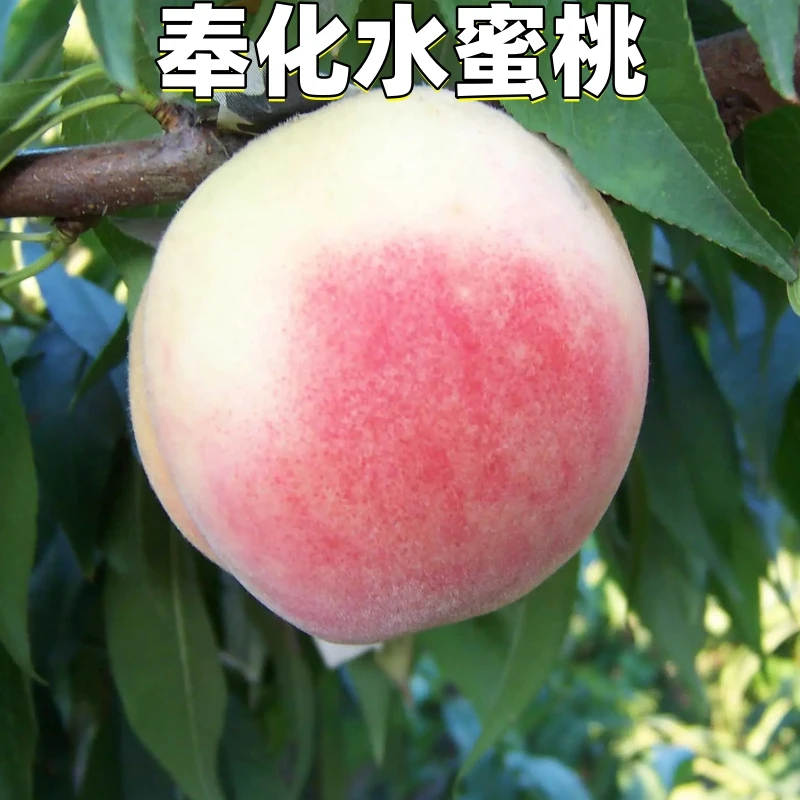 奉化水蜜桃树苗晚熟水蜜桃树苗嫁接果树苗庭院果树苗 嫁接桃树苗