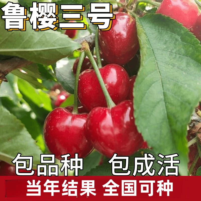 鲁樱三号樱桃苗南北方地栽大樱桃树盆栽嫁接矮化车厘子苗当年结果