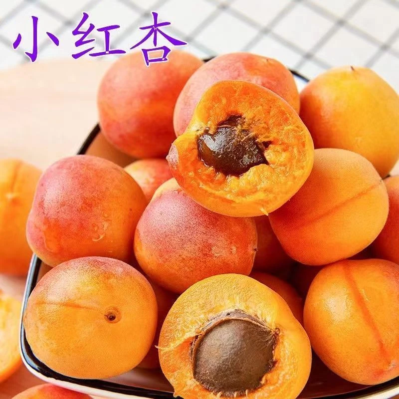 杏树苗 新疆小红杏 红杏苗嫁接 南北方种植 当年结果树苗