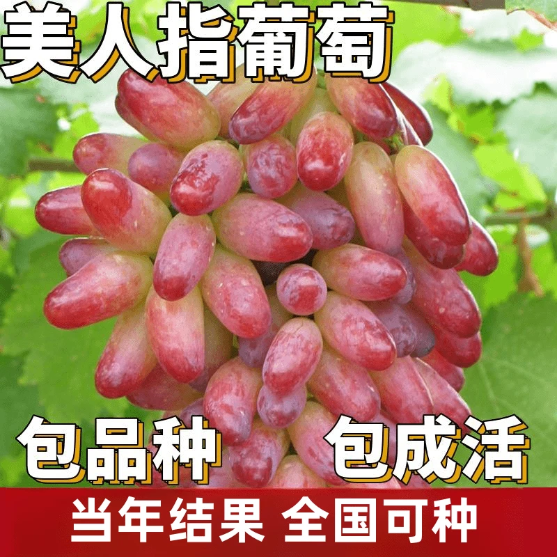 美人指葡萄树苗南北方庭院地栽爬藤果树盆栽嫁接耐寒无籽当年结果
