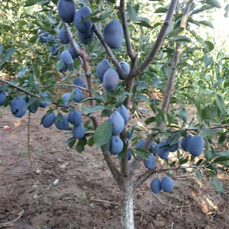 果树果苗李子树苗南北方盆栽地栽四季种植当年结果西梅三华李子树