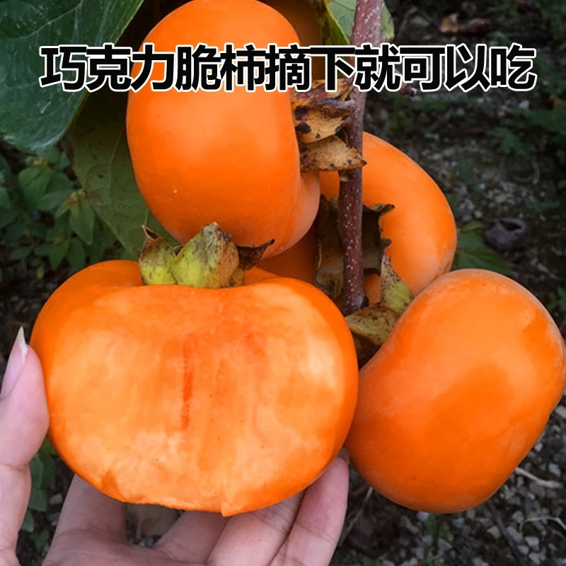 红灯笼柿子树苗-嫁接果树苗盆栽地栽南方北方种植庭院养护抗严寒