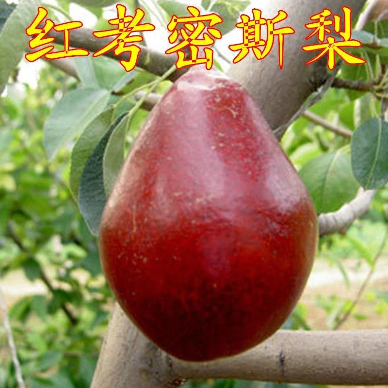 红考密斯梨树苗嫁接苗水果苗红啤梨苗盆栽南方北方种植当年结果苗