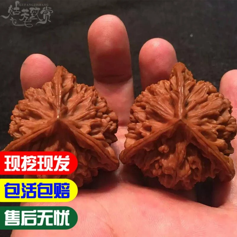 文玩核桃树苗 三棱狮子头核桃树苗 麻核桃树苗 基地直销当年结果