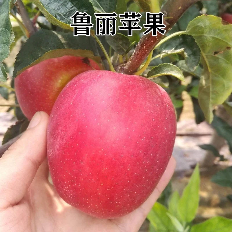 新品种苹果苗嫁接苗特大早熟苹果鲁丽苹果树苗南北方种植当年结果