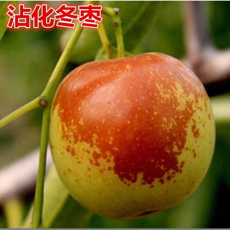 沾化冬枣树苗枣树苗嫁接枣树苗当年结果盆栽地栽枣树苗南北方种植