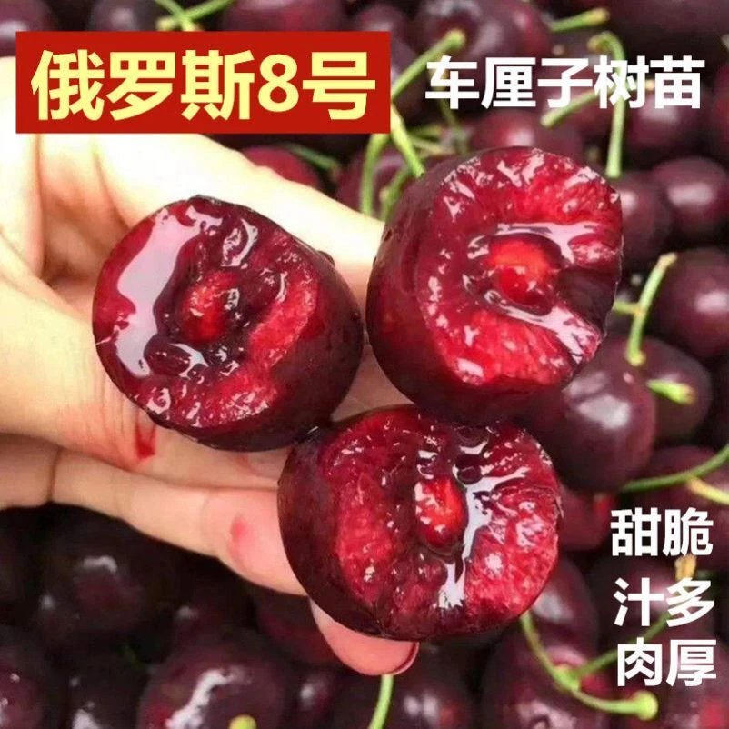 车厘树苗子樱桃苗山东特大樱桃树南方美早庭院北方种植车厘子苗当