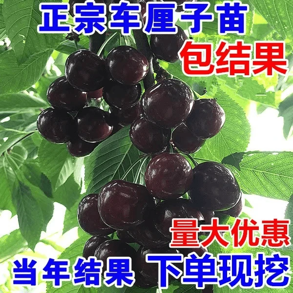 车厘子树苗樱桃树苖南方北方种植盆栽庭院果树矮化樱桃树大樱桃苗