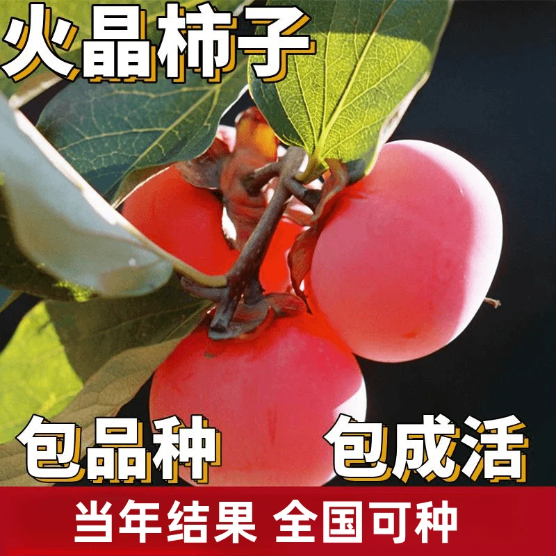 火晶柿子树南北方庭院地栽特大果苗盆栽嫁接红灯笼小火罐当年结果
