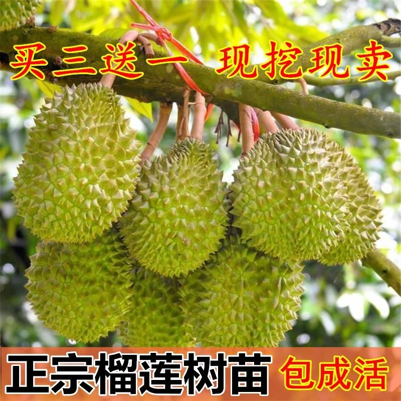 榴莲树活苗嫁接果树苗金枕榴莲苗南方种植菠萝蜜苗盆栽猫山王地栽