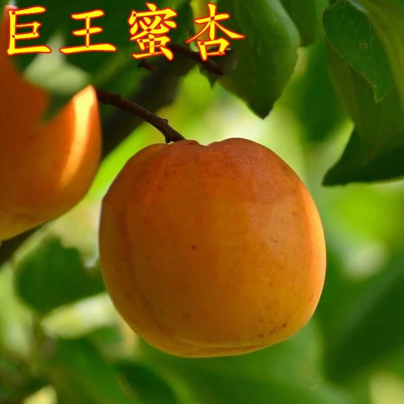 巨蜜王杏子苗嫁接杏树苗甜杏苗特大果树苗当年结果南北方四季种植