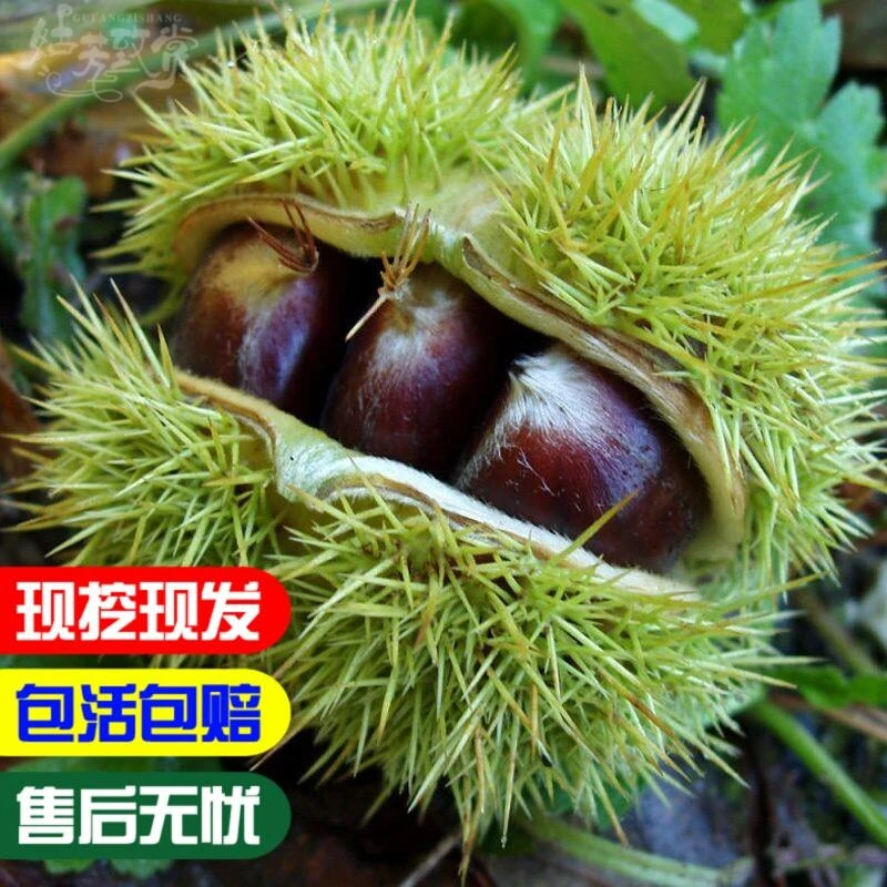 果树苗子果苗 板栗树苗新品种二新早板栗苗 果味香甜,丰产耐贮