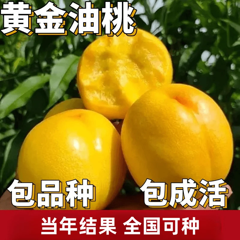 黄金油桃苗南北方庭院地栽特大果树盆栽嫁接早熟桃树果苗当年结果