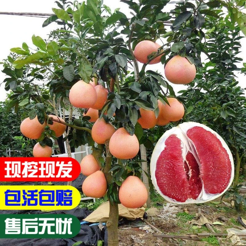福建三红蜜柚树苗红肉密柚苗管溪平和三红柚子苗红心蜜柚苗嫁接苗