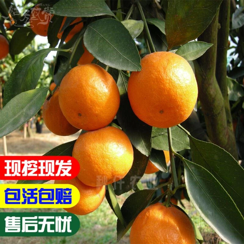 涌泉蜜桔树苗 正宗临海无核蜜桔苗 嫁接橘子苗 早熟超甜柑桔树苗