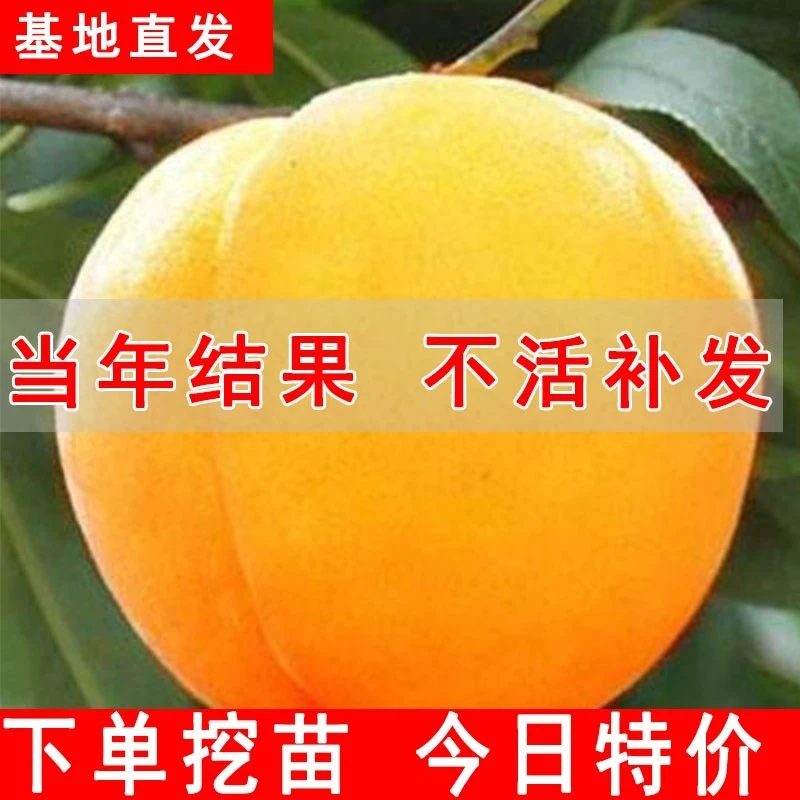 黄桃树苖桃树果苗嫁接苗冬桃油桃树果苗南方北方种植桃苗当年结果