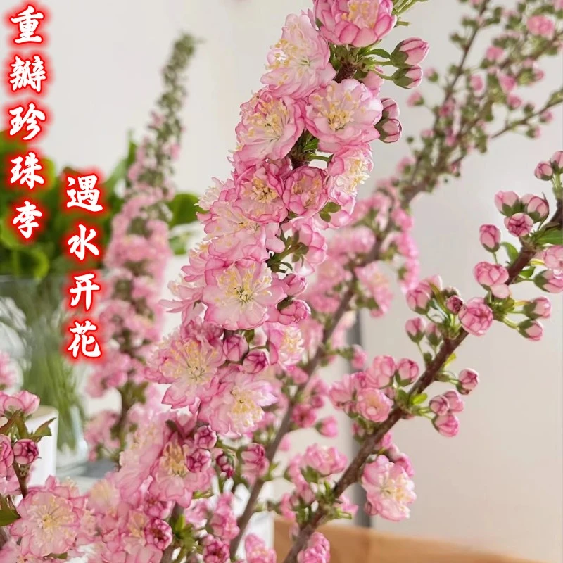 樱花珍珠李鲜枝干枝懒人室内水养绿植花卉遇水开花水培植物插花