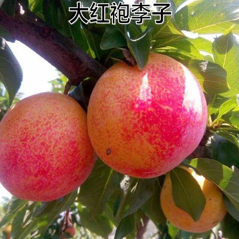 新品种果树苗李子树苗特果大红袍李子苗嫁接苗南北方种植当年结果