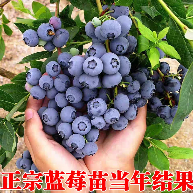蓝莓树果苗阳台四季盆栽果树苗特大蓝莓苗南北方室外种植当年结果