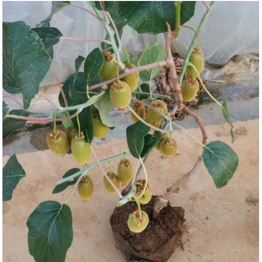 软枣猕猴桃树苗南北方种植嫁接适合果树苗阳台庭院盆地栽当年结果