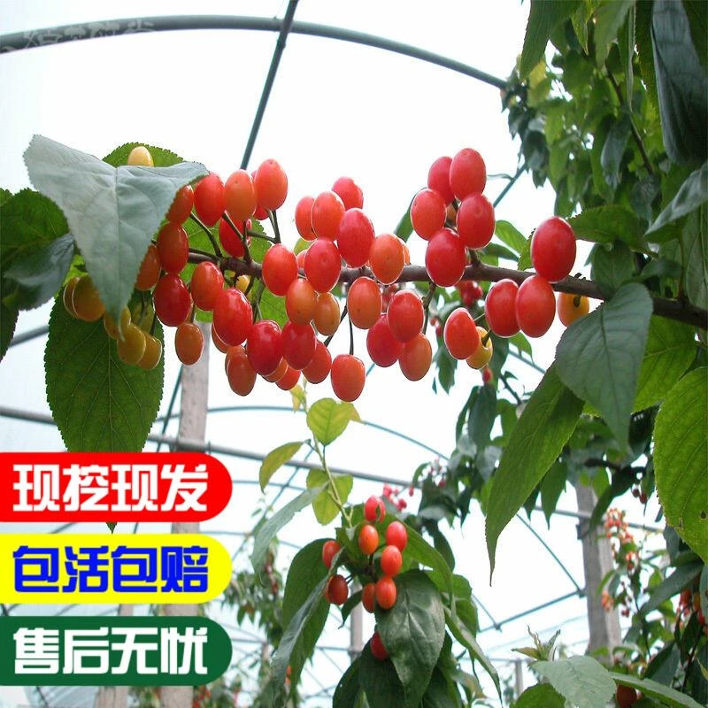 嫁接美国车里子红缨一号樱桃苗盆栽地载南北方种植果树苗樱桃树