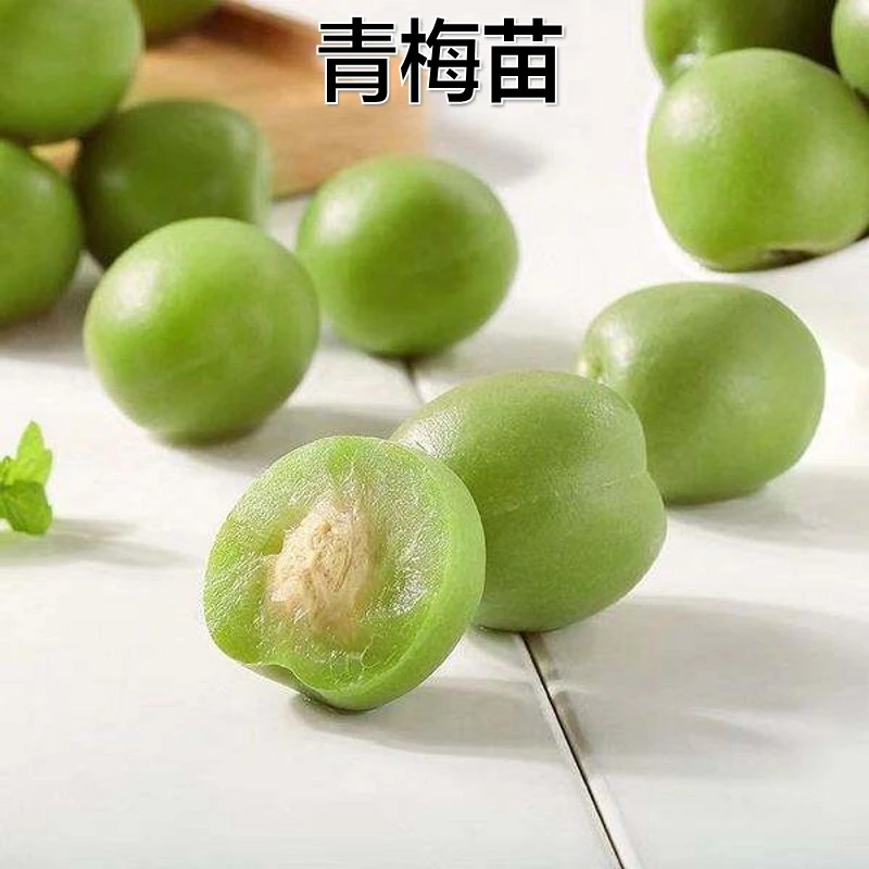 新品种果树苗晚熟酸梅苗当年结果嫁接苗特大青梅子树苗南北方种植