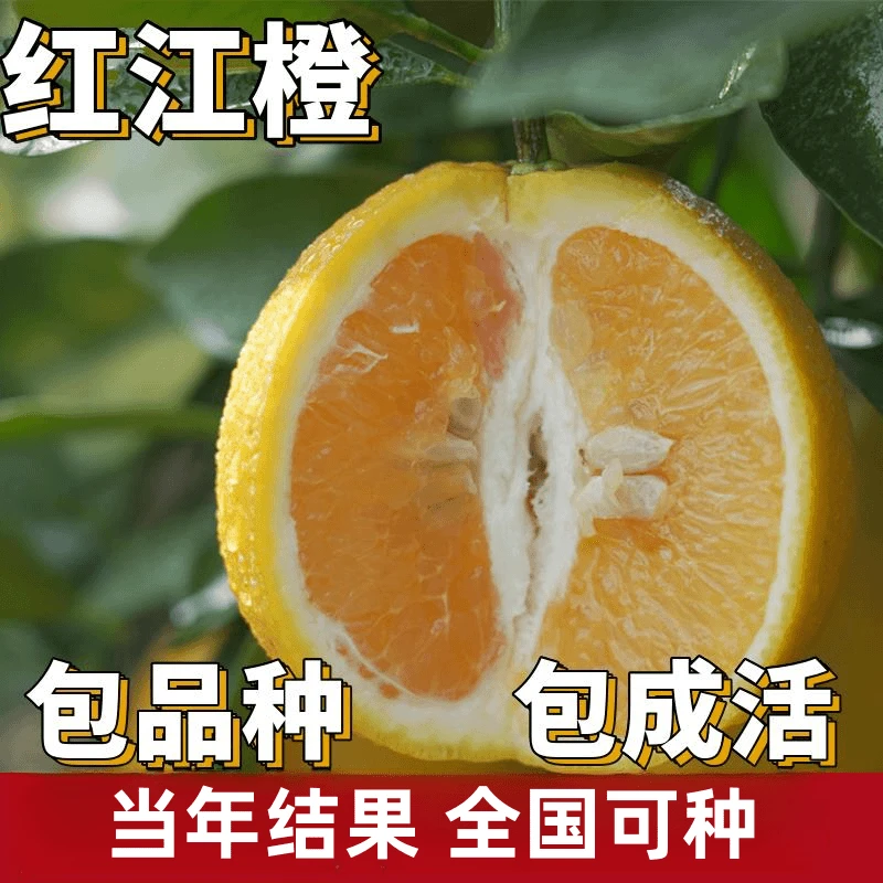 红江橙苗南北方庭院地栽特大果树果苗盆栽嫁接橙子树苗当年结果
