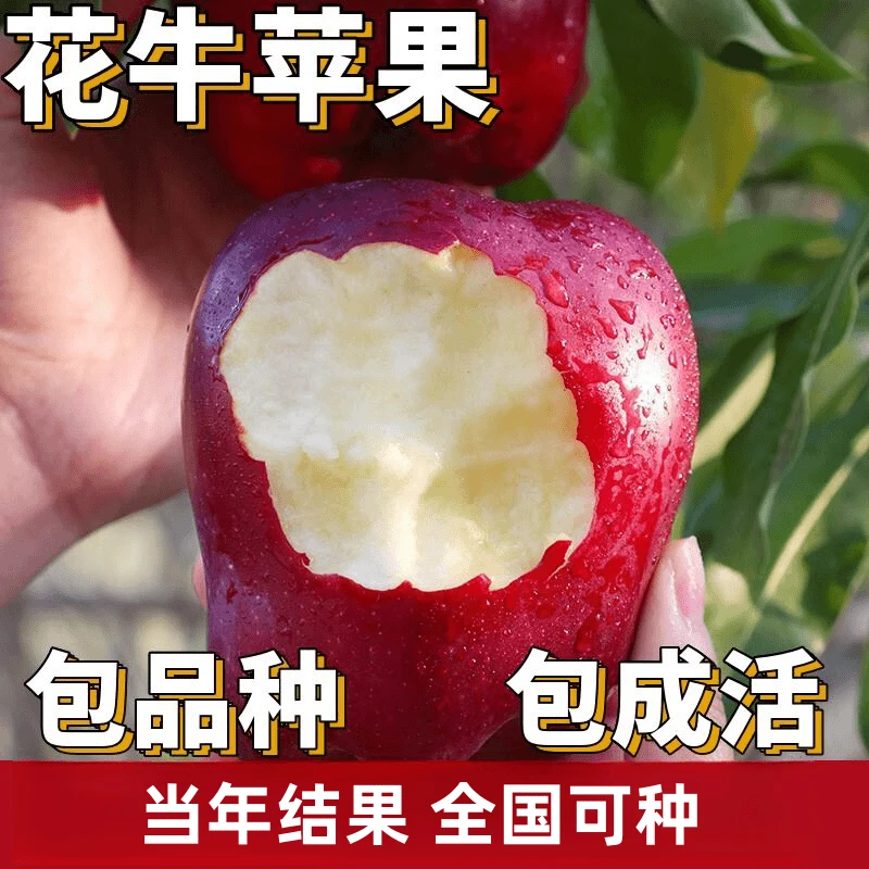 花牛苹果树果苗南北方庭院地栽耐寒活苗盆栽嫁接矮化甜脆当年结果