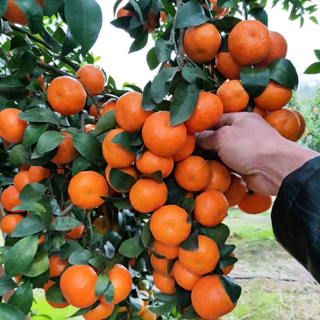 沙糖桔子树苖砂糖橘子苗盆栽苖南方种植当年结果无核砂糖桔苖