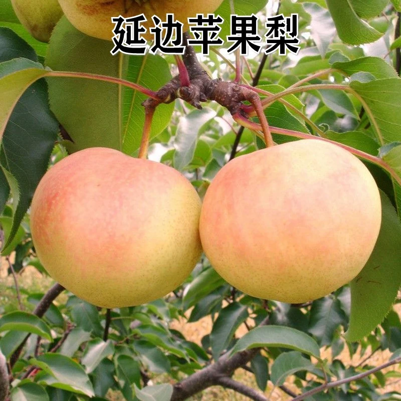 新品种红皮晚熟红梨树苗延边苹果梨树苗嫁接苗南北方种植当年结果