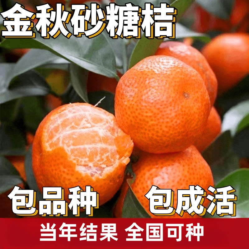 金秋砂糖橘树苗南北方地栽沙糖桔大果树盆栽嫁接无籽桔子当年结果