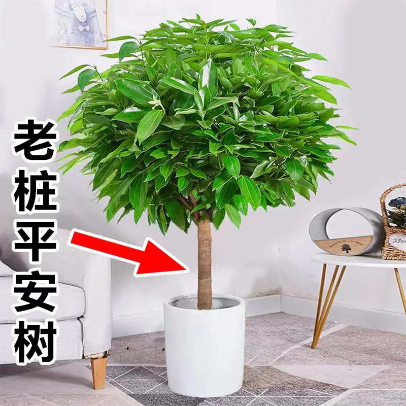 香气季节大绿植四季常青吸甲醛办公室发财树净化空气植物平安树