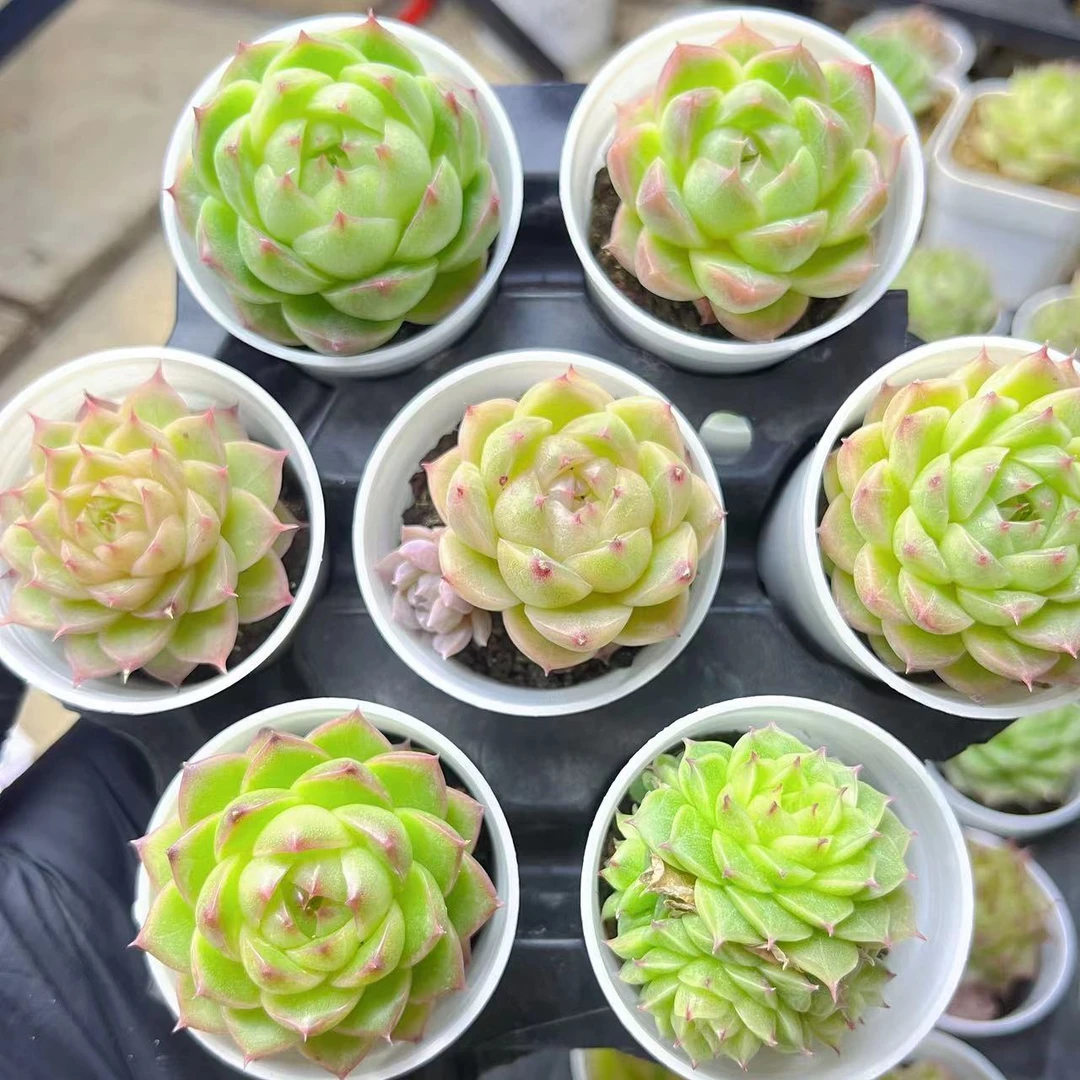 媛嘟嘟多肉一物一拍A201-300多肉植物精控冰玉糖心麦秆