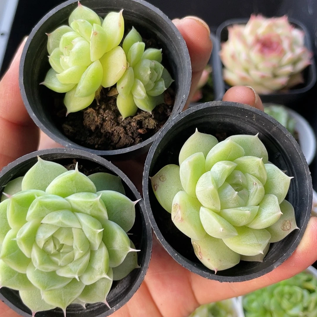 不*识不认识的一物一拍