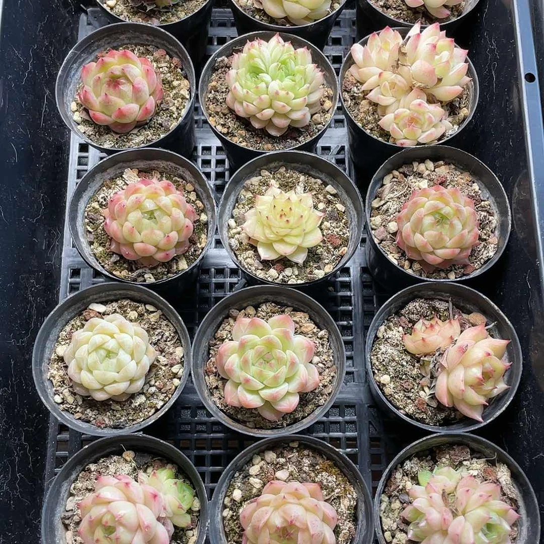 王***?大大一物一拍